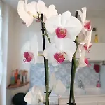 Apartmán L'atypique Saumurois *