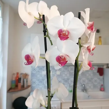 Apartment L'atypique Saumurois *