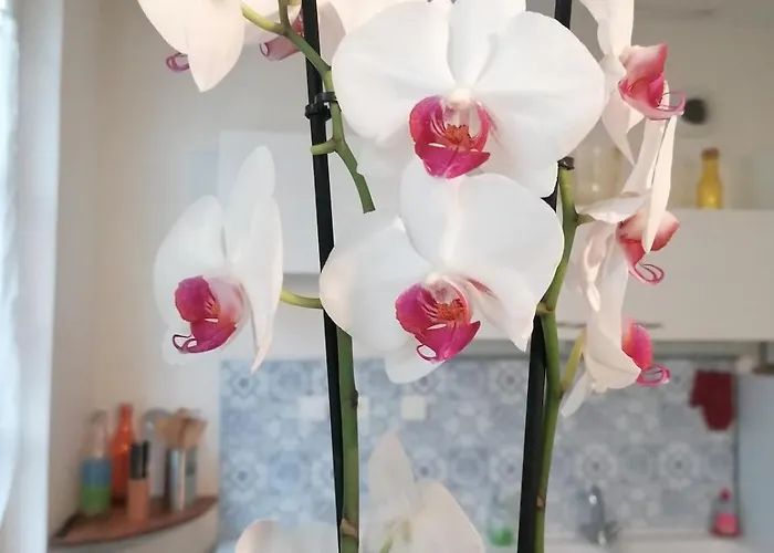 Apartment L'atypique Saumurois *